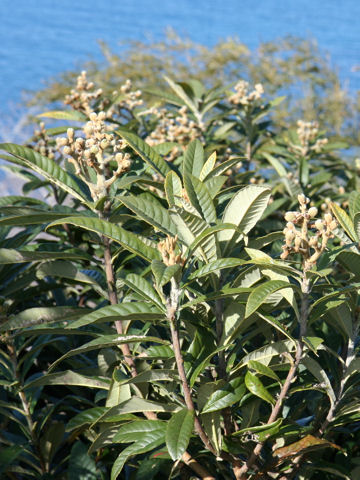 Eriobotrya japonica