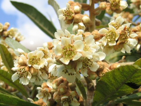 Eriobotrya japonica