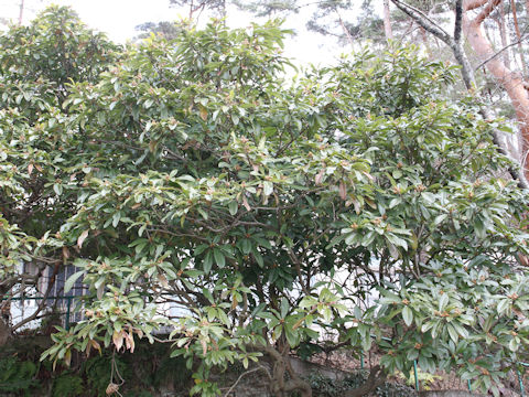 Eriobotrya japonica