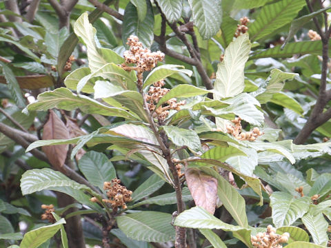 Eriobotrya japonica