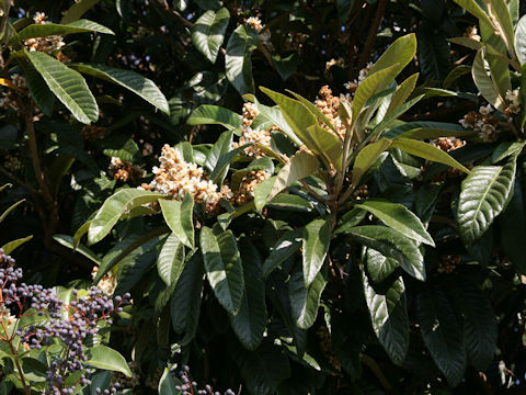 Eriobotrya japonica