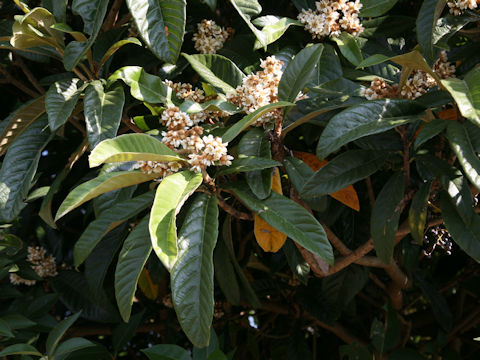 Eriobotrya japonica