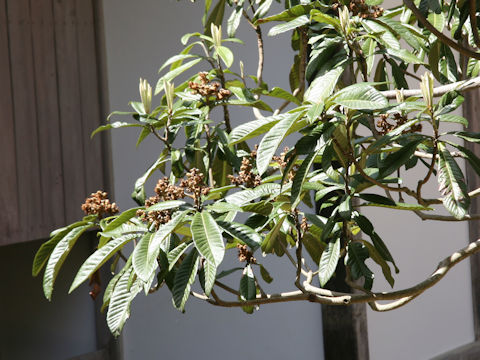 Eriobotrya japonica