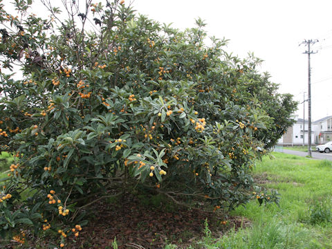 Eriobotrya japonica