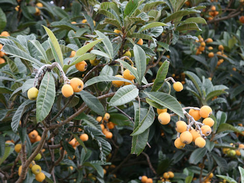 Eriobotrya japonica