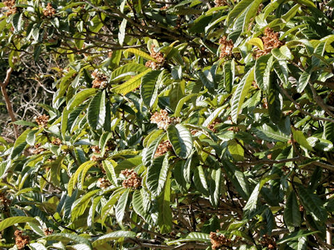 Eriobotrya japonica
