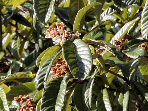 Eriobotrya japonica