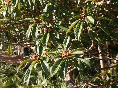 Eriobotrya japonica