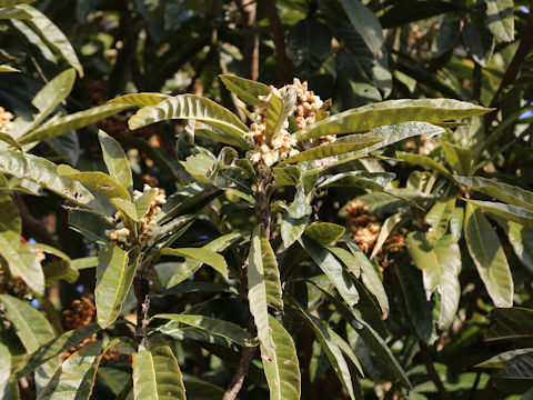 Eriobotrya japonica