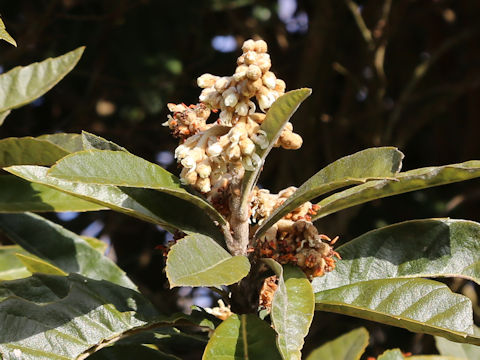 Eriobotrya japonica