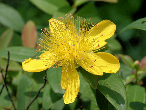 Hypericum chinense var. salicifolium