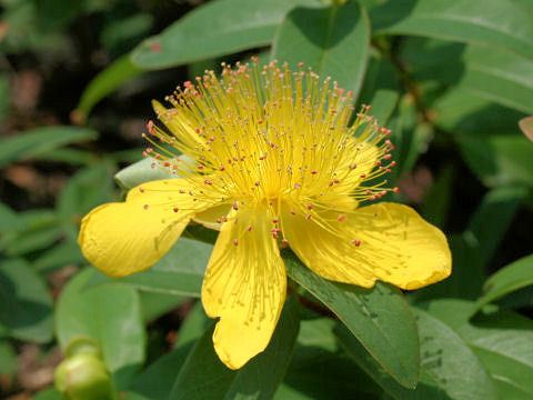 Hypericum chinense var. salicifolium