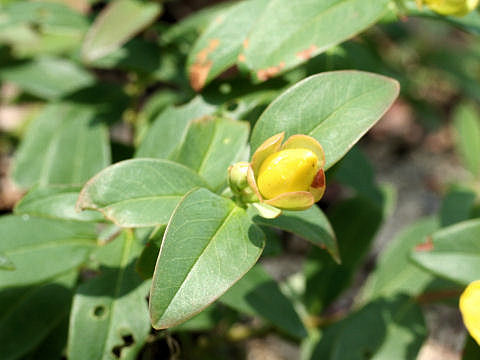 Hypericum chinense var. salicifolium