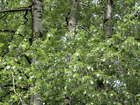 Populus trichocarpa