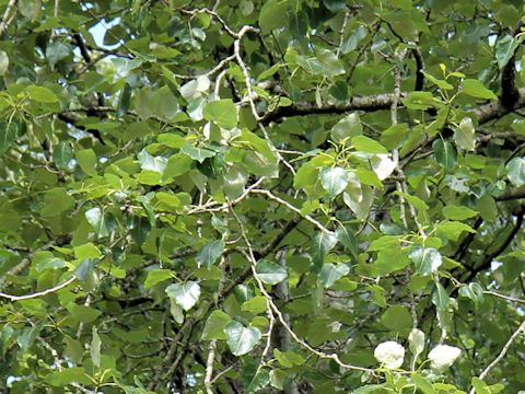 Populus trichocarpa