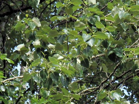 Populus trichocarpa