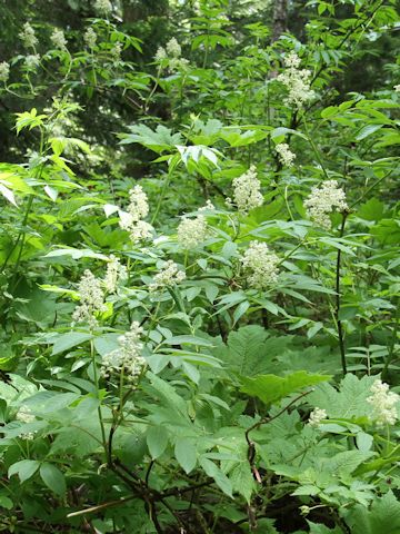 Sambucus racemosa var. melanocarpa