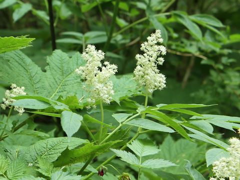 Sambucus racemosa var. melanocarpa