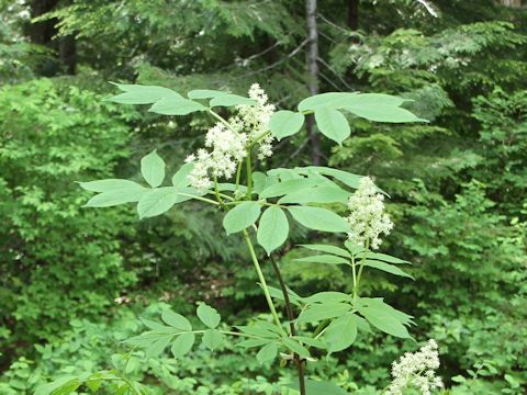 Sambucus racemosa var. melanocarpa