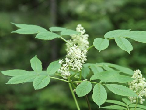 Sambucus racemosa var. melanocarpa