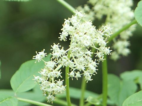 Sambucus racemosa var. melanocarpa