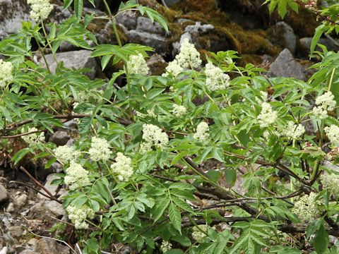 Sambucus racemosa var. melanocarpa