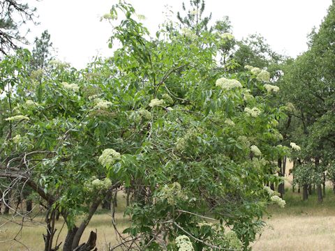 Sambucus racemosa var. melanocarpa