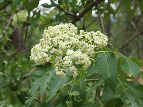 Sambucus racemosa var. melanocarpa