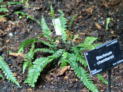 Blechnum chambersii