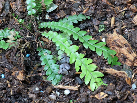 Blechnum chambersii