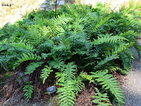 Blechnum cordatum