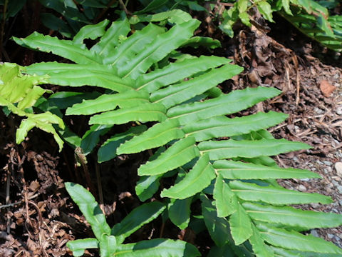 Blechnum cordatum