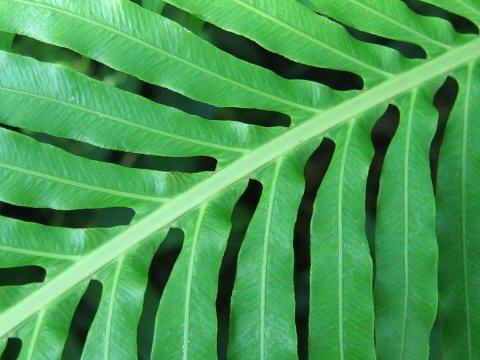 Blechnum gibbum