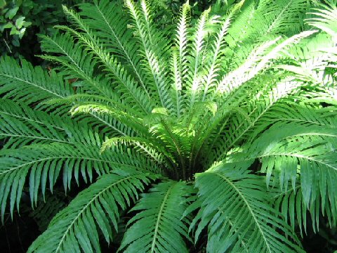 ブレクヌム・ギッブム (Blechnum gibbum)