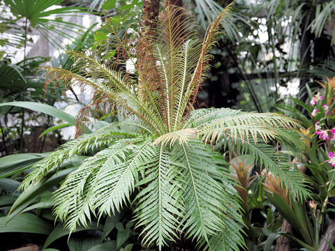 ブレクヌム・ギッブム (Blechnum gibbum)