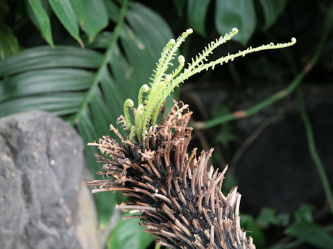 Blechnum gibbum