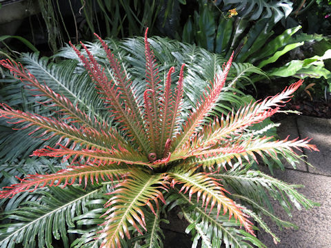 Blechnum gibbum