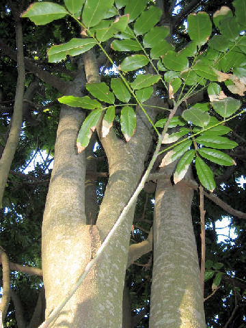 Castanospermum australe