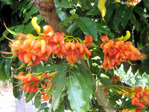 Castanospermum australe