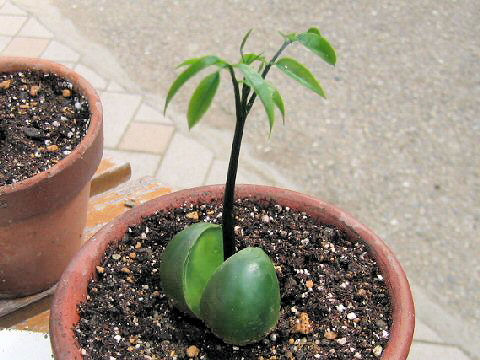 Castanospermum australe