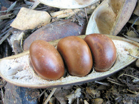 Castanospermum australe