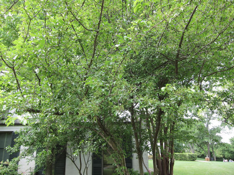 Viburnum prunifolium