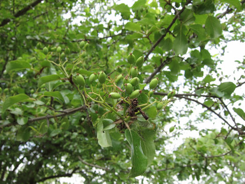 Viburnum prunifolium