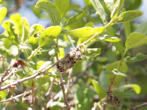 Diospyros digyna