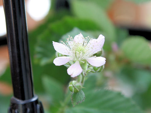 Rubus occidentalis