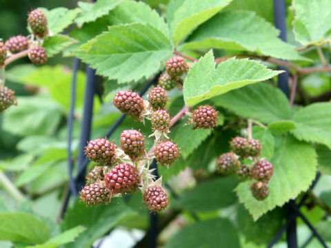 Rubus occidentalis