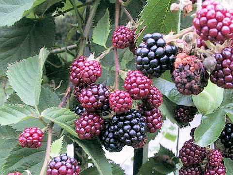 Rubus occidentalis