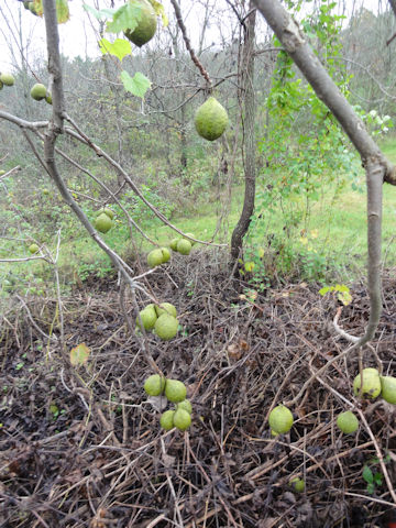 Juglans nigra