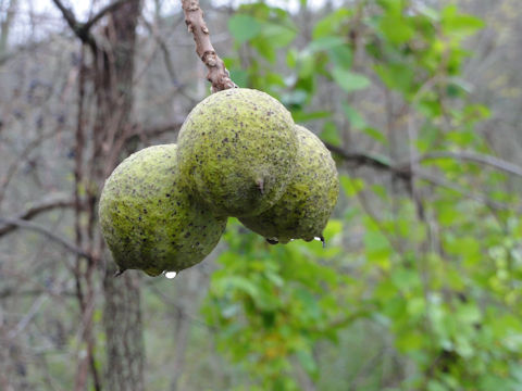 Juglans nigra