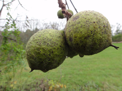 Juglans nigra